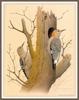 [Animal Art - William Zimmerman] Golden-fronted Woodpecker (Melanerpes aurifrons)