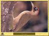 [Birds of Europe] Green Woodpecker (Picus viridis)