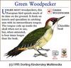 Green Woodpecker (Picus viridis)