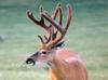 White-tailed Deer (Odocoileus virginianus)