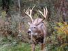 White-tailed Deer (Odocoileus virginianus)