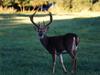 White-tailed Deer (Odocoileus virginianus)