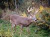 White-tailed Deer (Odocoileus virginianus)