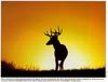 White-tailed Deer (Odocoileus virginianus)