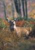 White-tailed Deer (Odocoileus virginianus)