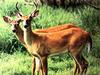 White-tailed Deer (Odocoileus virginianus)