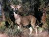 White-tailed Deer (Odocoileus virginianus)