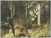 White-tailed Deer (Odocoileus virginianus)