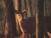 White-tailed Deer (Odocoileus virginianus)