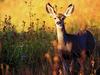 White-tailed Deer doe (Odocoileus virginianus)