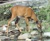 White-tailed Deer doe (Odocoileus virginianus)