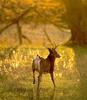 White-tailed Deer (Odocoileus virginianus)