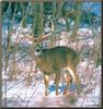 White-tailed Deer (Odocoileus virginianus)