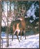 White-tailed Deer (Odocoileus virginianus)