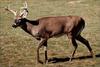 White-tailed Deer (Odocoileus virginianus)