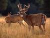 White-tailed Deer (Odocoileus virginianus)