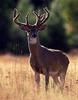 White-tailed Deer (Odocoileus virginianus)