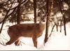 White-tailed Deer (Odocoileus virginianus)