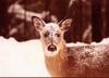 White-tailed Deer (Odocoileus virginianus)