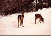 White-tailed Deer (Odocoileus virginianus)