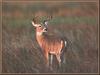 White-tailed Deer (Odocoileus virginianus)