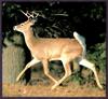 White-tailed Deer (Odocoileus virginianus)