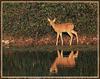 White-tailed Deer fawn (Odocoileus virginianus)