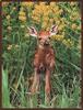 Whitetail fawn, White-tailed Deer fawn (Odocoileus virginianus)