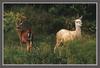 White-tailed Deer (Odocoileus virginianus)