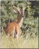 White-tailed Deer, Whitetail Deer (Odocoileus virginianus)