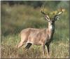 White-tailed Deer (Odocoileus virginianus)