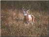 White-tailed Deer (Odocoileus virginianus)