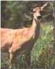 White-tailed Deer (Odocoileus virginianus)