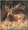 White-tailed Deer (Odocoileus virginianus)