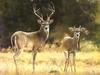 White-tailed Deer (Odocoileus virginianus)