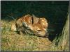 White-tailed Deer fawn (Odocoileus virginianus)