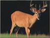 White-tailed Deer (Odocoileus virginianus)