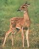 White-tailed Deer fawn (Odocoileus virginianus)