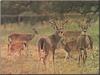 White-tailed Deer family (Odocoileus virginianus)