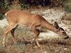 White-tailed Deer (Odocoileus virginianus)