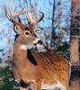 White-tailed Deer (Odocoileus virginianus)