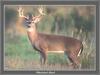 White-tailed Deer buck (Odocoileus virginianus)