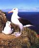 Black-browed Albatross pair (Diomedea melanophris)