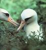 Black-browed Albatross pair (Diomedea melanophris)