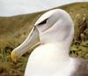 Black-browed Albatross (Diomedea melanophris)