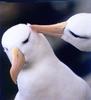 Black-browed Albatross pair (Diomedea melanophris)