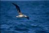 Black-footed Albatross in flight (Diomedea nigripes)