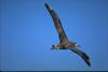 Black-footed Albatross in flight (Diomedea nigripes)