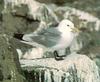 Black-legged Kittiwake (Rissa tridactyla)