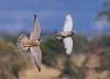 Peregrine falcon chasing pigeon